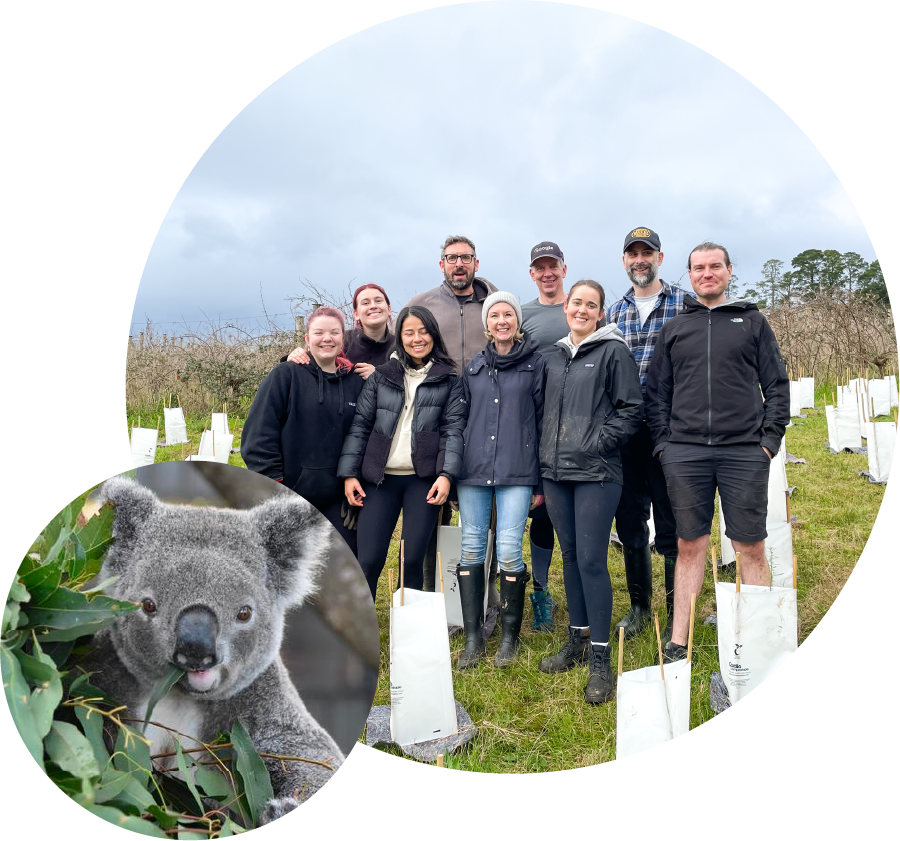 websavvy-team-planting-trees-project-with-a-koala